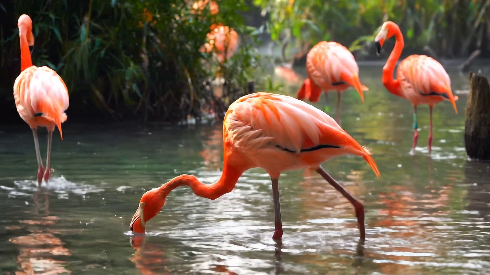 Example of Veo high-quality video generation
